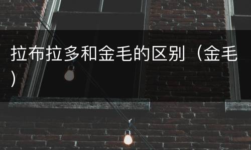 拉布拉多和金毛的区别（金毛）