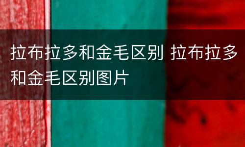 拉布拉多和金毛区别 拉布拉多和金毛区别图片