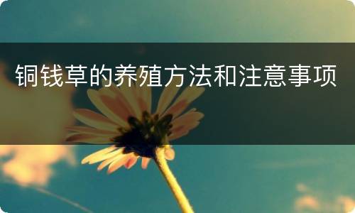 铜钱草的养殖方法和注意事项
