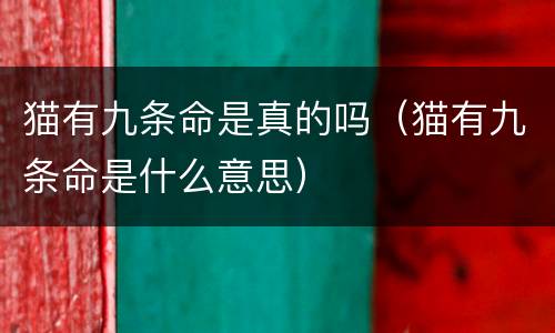 猫有九条命是真的吗（猫有九条命是什么意思）