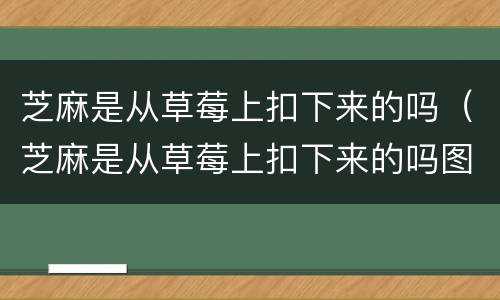 芝麻是从草莓上扣下来的吗（芝麻是从草莓上扣下来的吗图片）