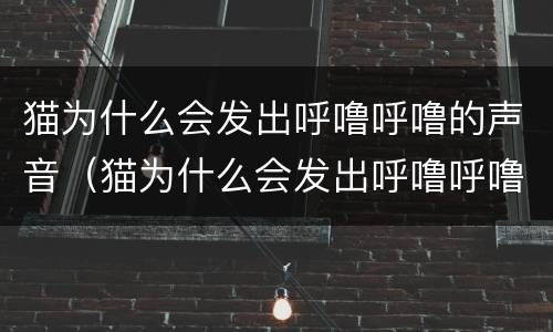 猫为什么会发出呼噜呼噜的声音（猫为什么会发出呼噜呼噜的声音怎么回事）