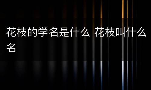 花枝的学名是什么 花枝叫什么名