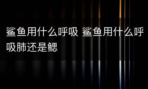 鲨鱼用什么呼吸 鲨鱼用什么呼吸肺还是鳃