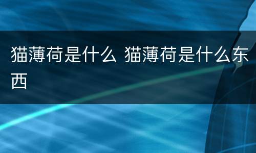 猫薄荷是什么 猫薄荷是什么东西