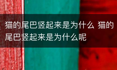 猫的尾巴竖起来是为什么 猫的尾巴竖起来是为什么呢
