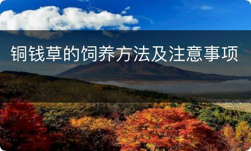 铜钱草的饲养方法及注意事项