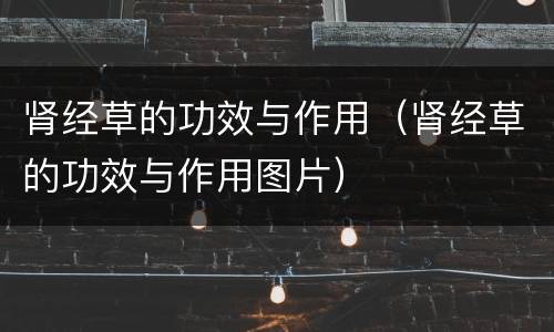 肾经草的功效与作用（肾经草的功效与作用图片）